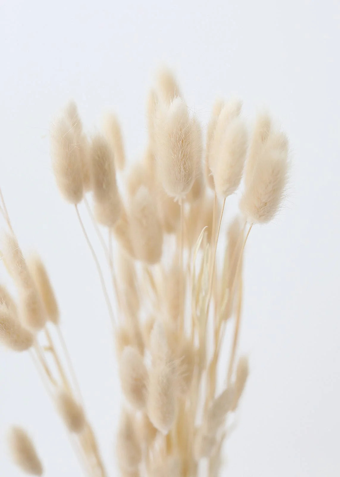 Bunny Tails